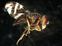 藏品(果實蠅)的圖片